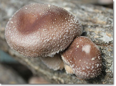 フルタヤ椎茸株式会社