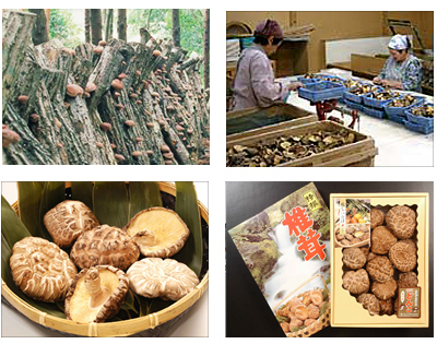 フルタヤ椎茸株式会社